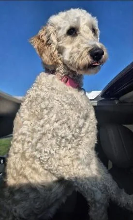River, a cream Goldendoodle with a pink collar, sitting in a car